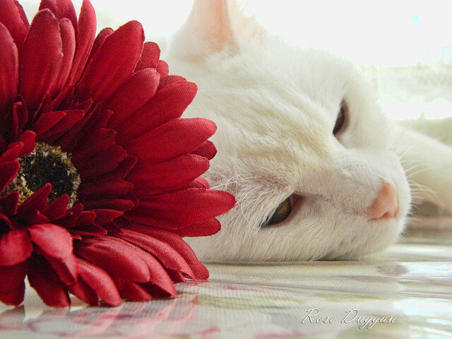 九游中心官网-“英超争冠迷局：胜负瞬间决定未来格局”，英超争4