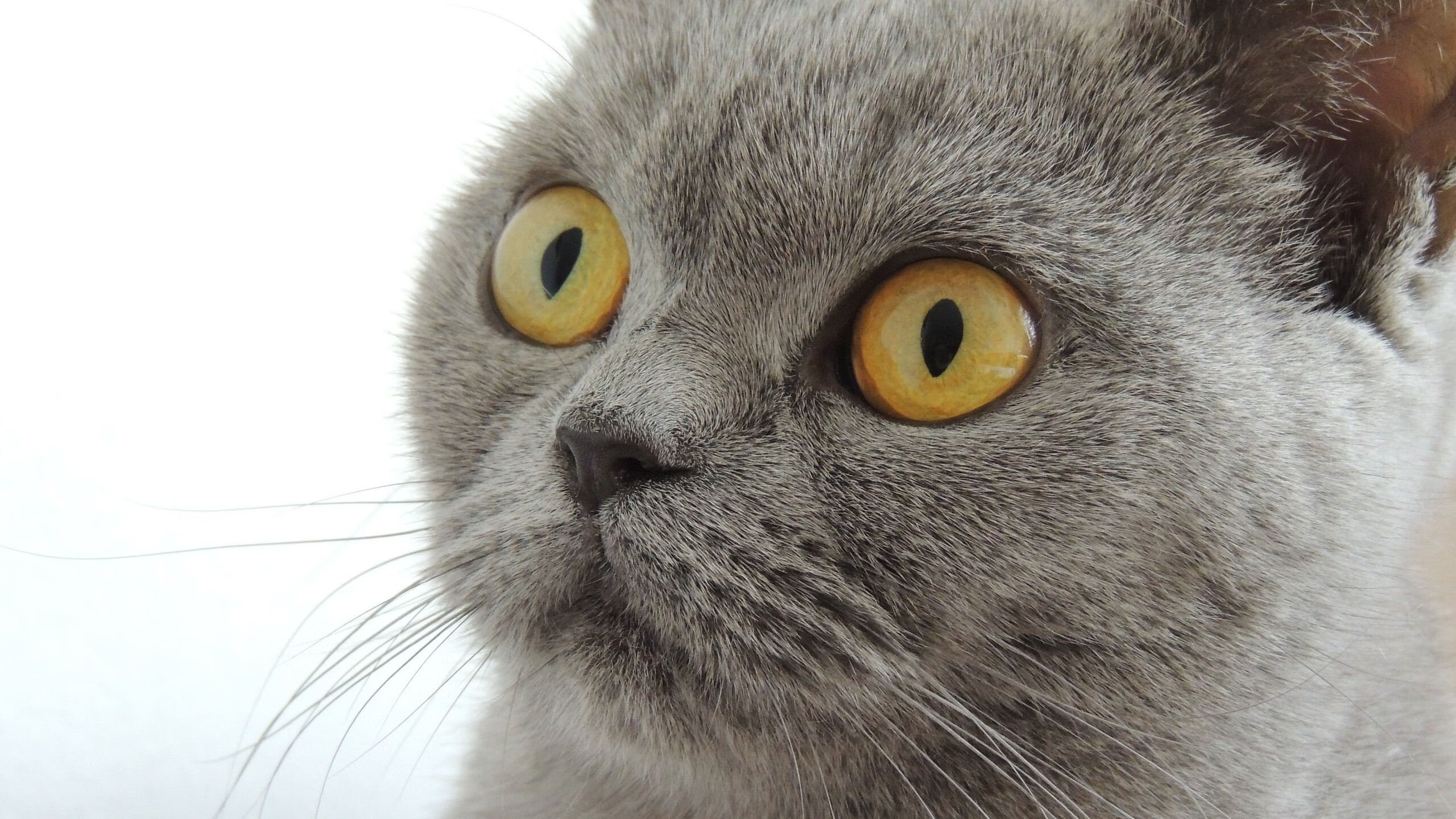 【社区合作】棒球运动带来的社区变化，棒球运动的魅力